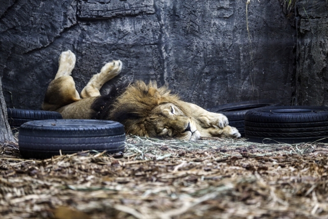 Türkiye'nin ilk aslan parkı ziyaretçilerini bekliyor